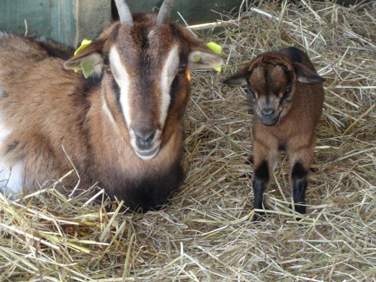 Bed and Breakfast La Petite Ferme De Pouillon - Parc Animalier - Aire De Loisirs Esterno foto